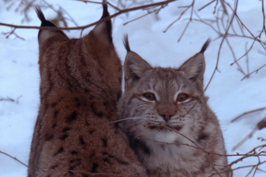 EBS는 5일 오후 4시45분 '세계의 눈'에서 2부작 다큐멘터리 '생명의 발트 해'를 방송한다고 밝혔다.  EBS 제공